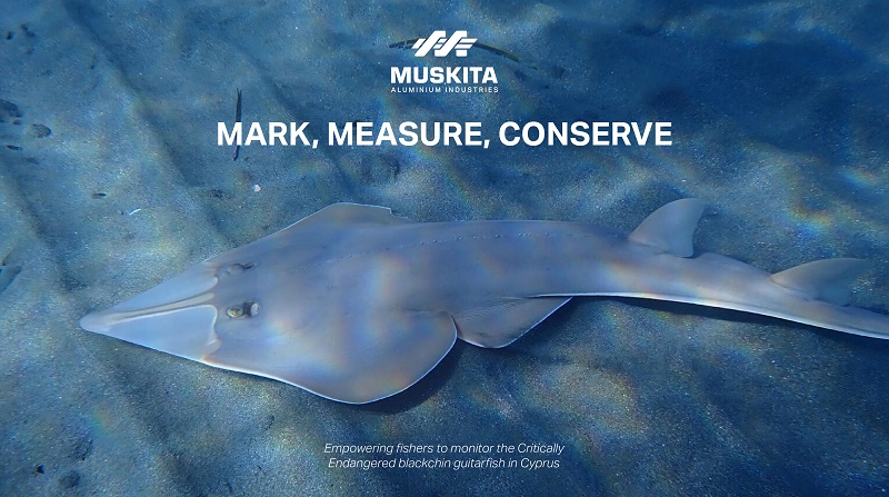 image Muskita supports bid to protect island&#8217;s endangered Blackchin Guitarfish