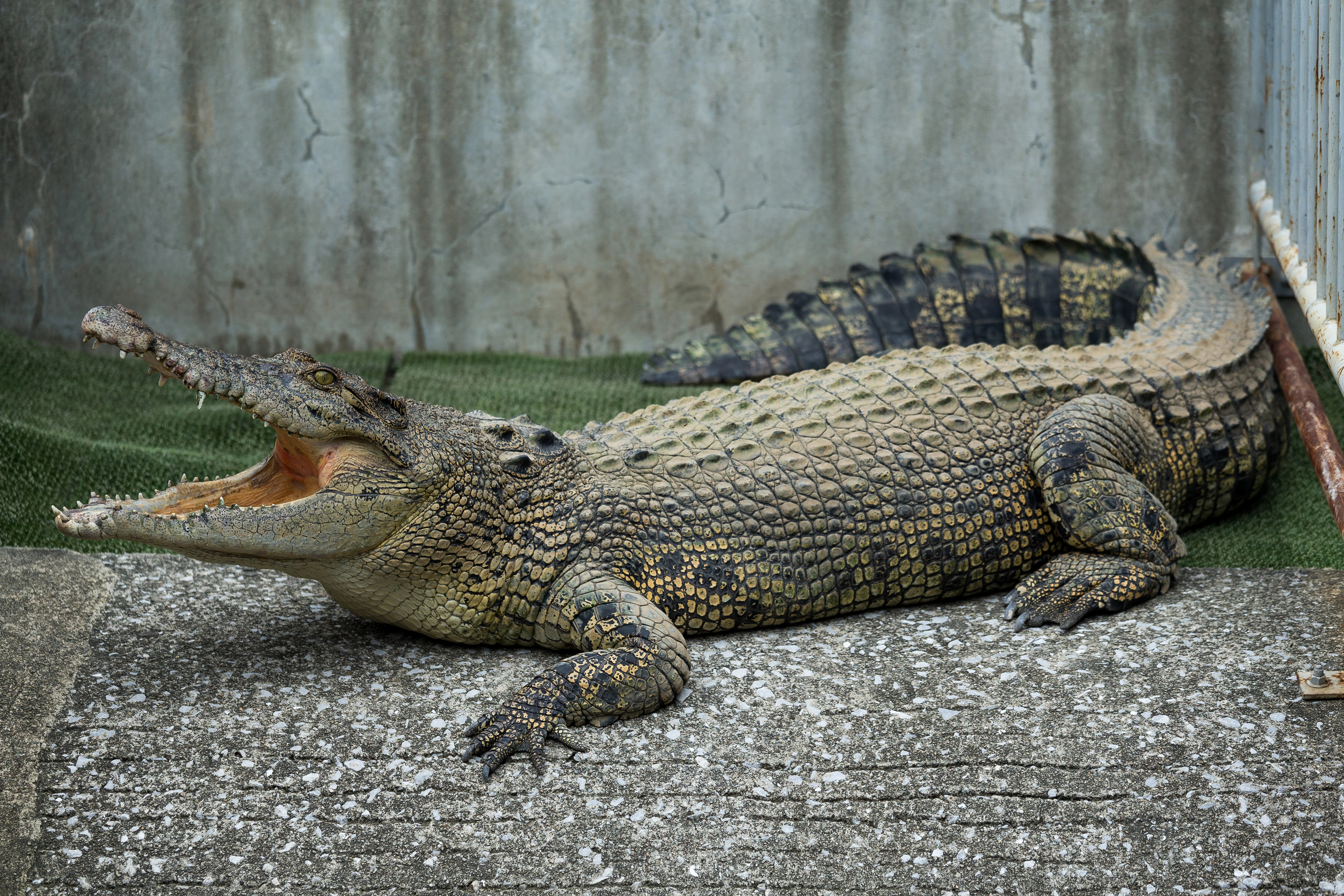 cover Police release man arrested after boy, 3, ends up in UK zoo&#8217;s crocodile enclosure