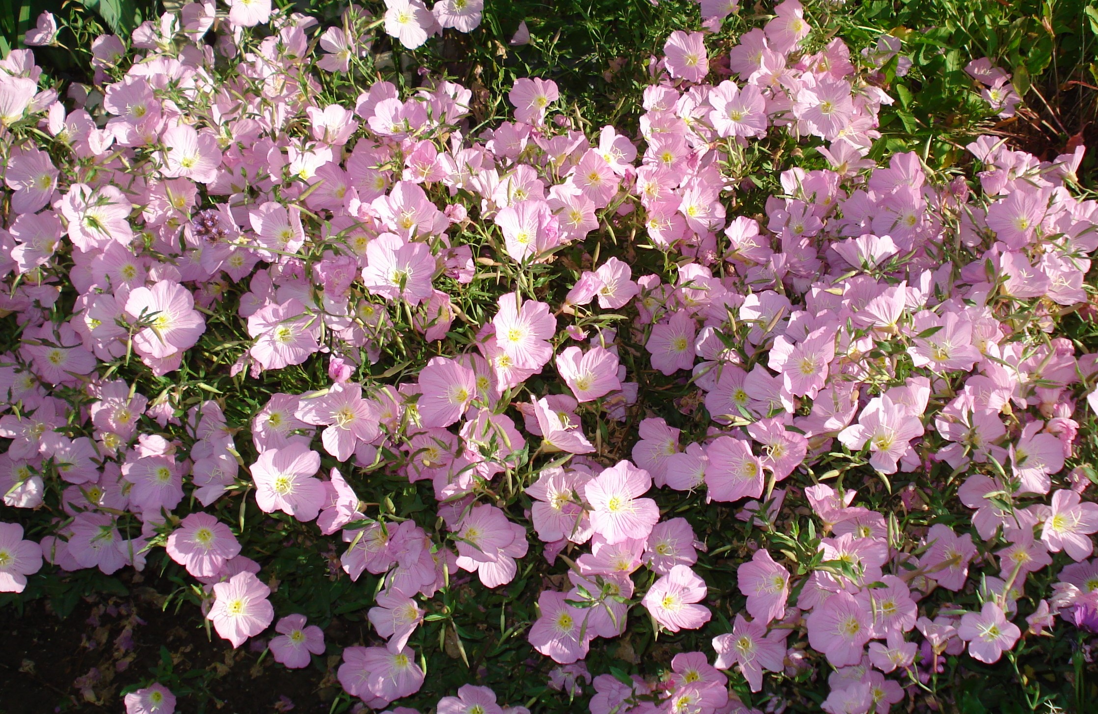 An abundance of flowers greets the summer