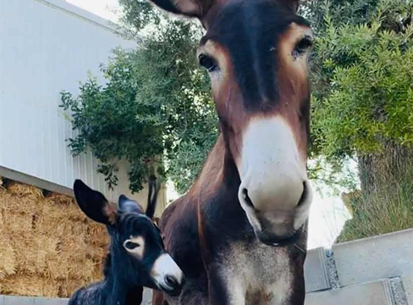 image From Silk Road camels to Cyprus donkeys