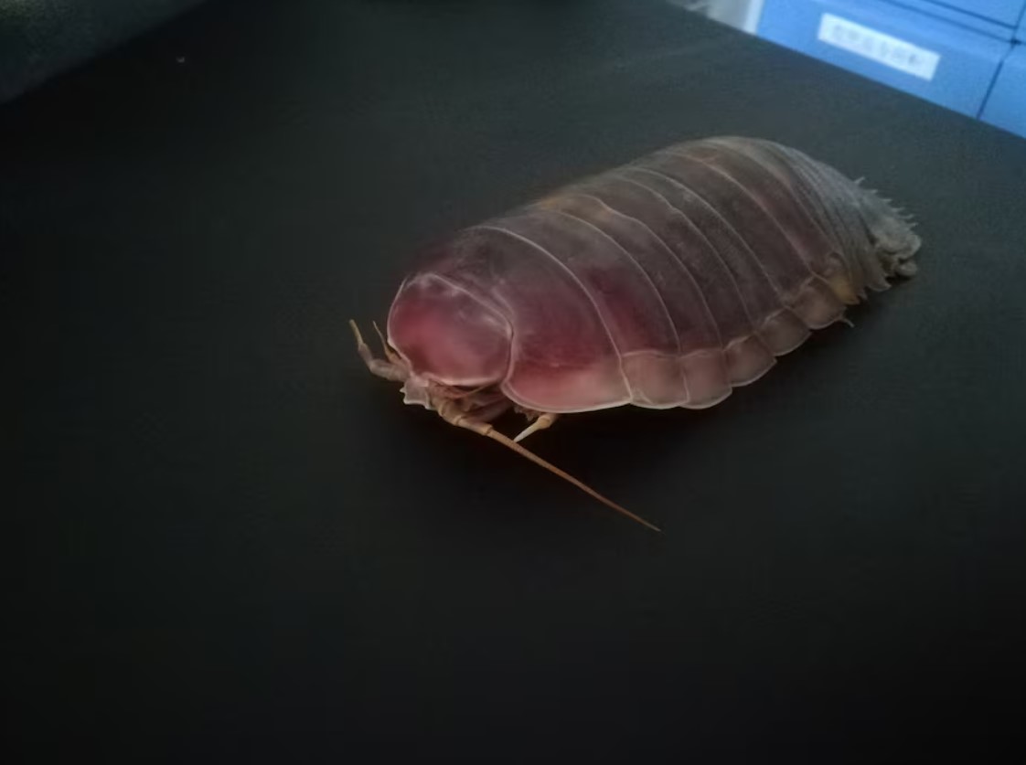image Deep-sea denizens go years without food with clever biological fix