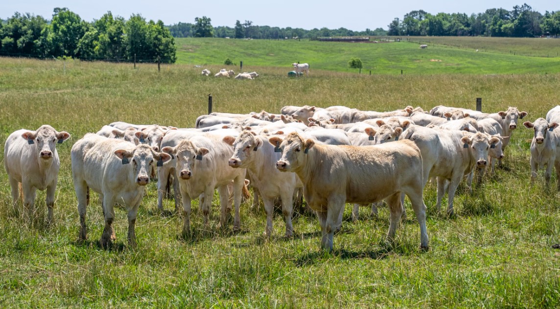 cover Farming sector faces contraction as EU livestock levels drop in 2025