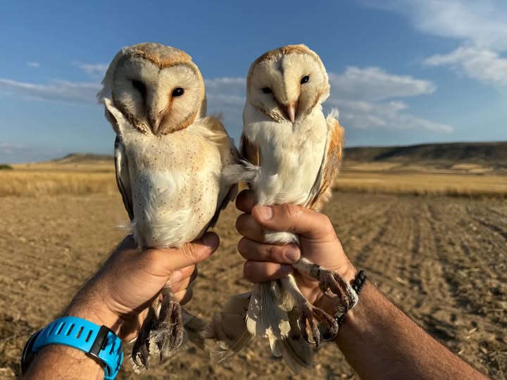 image Barn owl shown to be a wildlife rescue success story