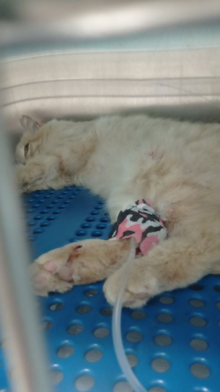 Cat, injury, veterinarian, x-ray
