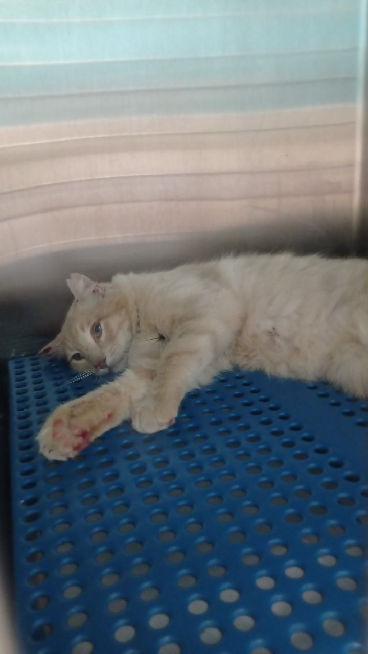 Cat, injury, veterinarian, x-ray
