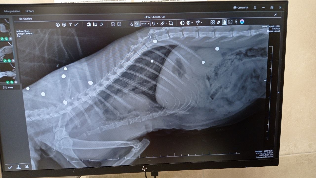 image Cat left paralysed after being shot