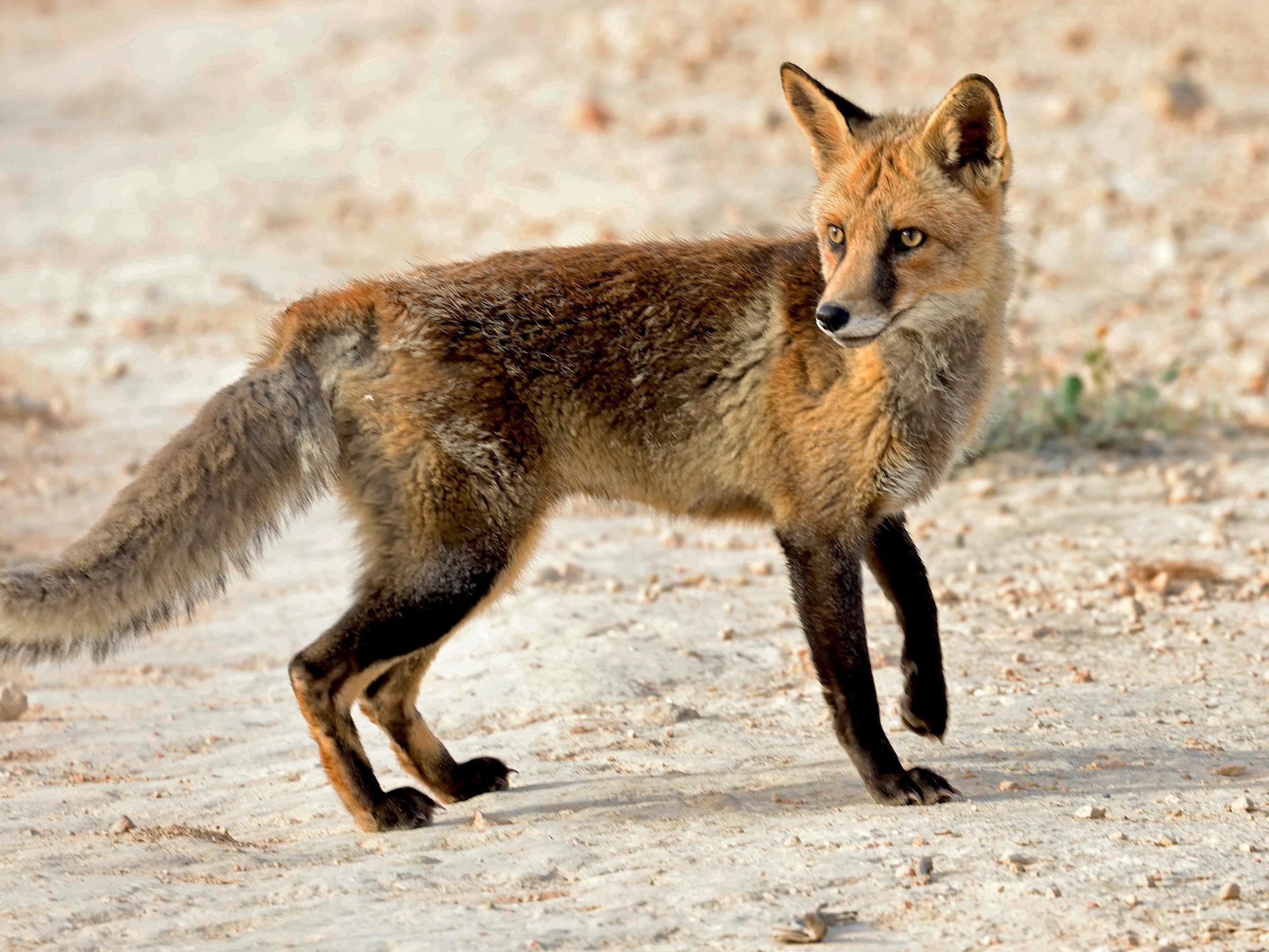 cover Drivers urged to exercise caution, protect wildlife