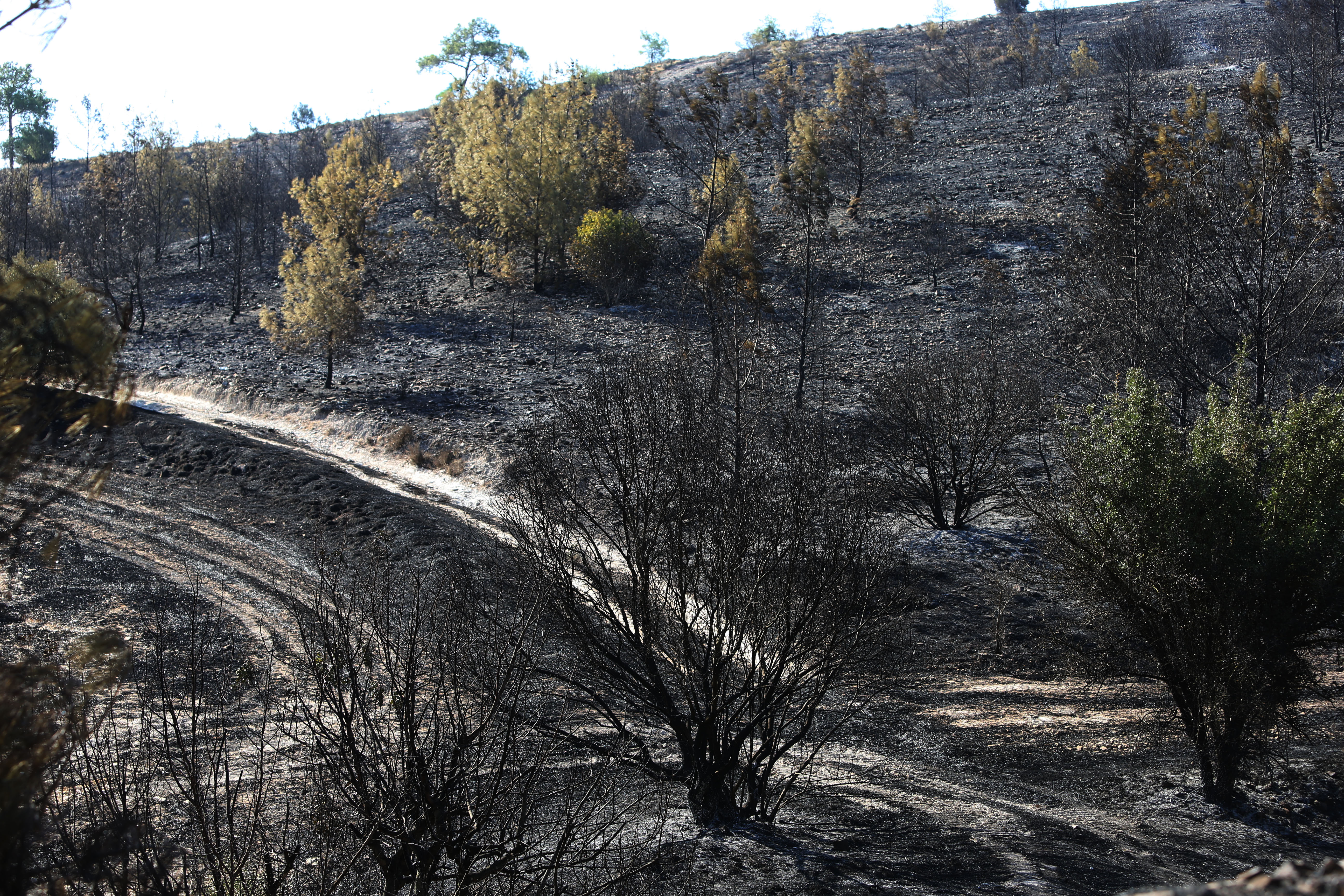 cover CyAlert contractor apologises after technical failure during wildfire