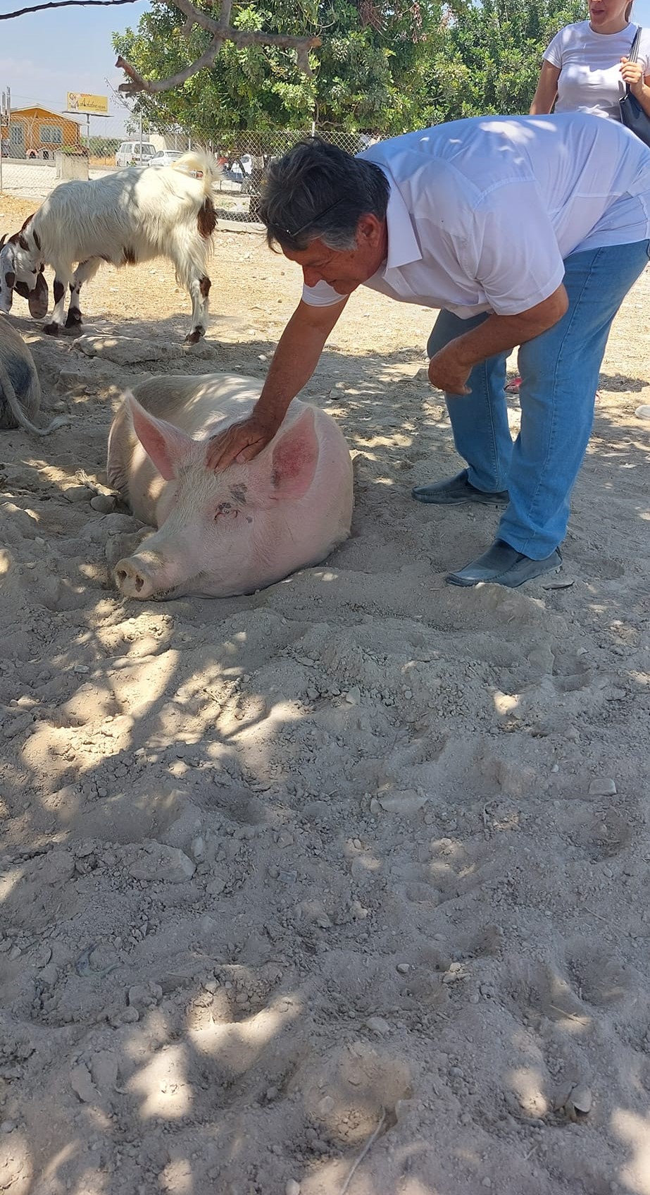pig, pigs, animal, slaughter, foot and mouth