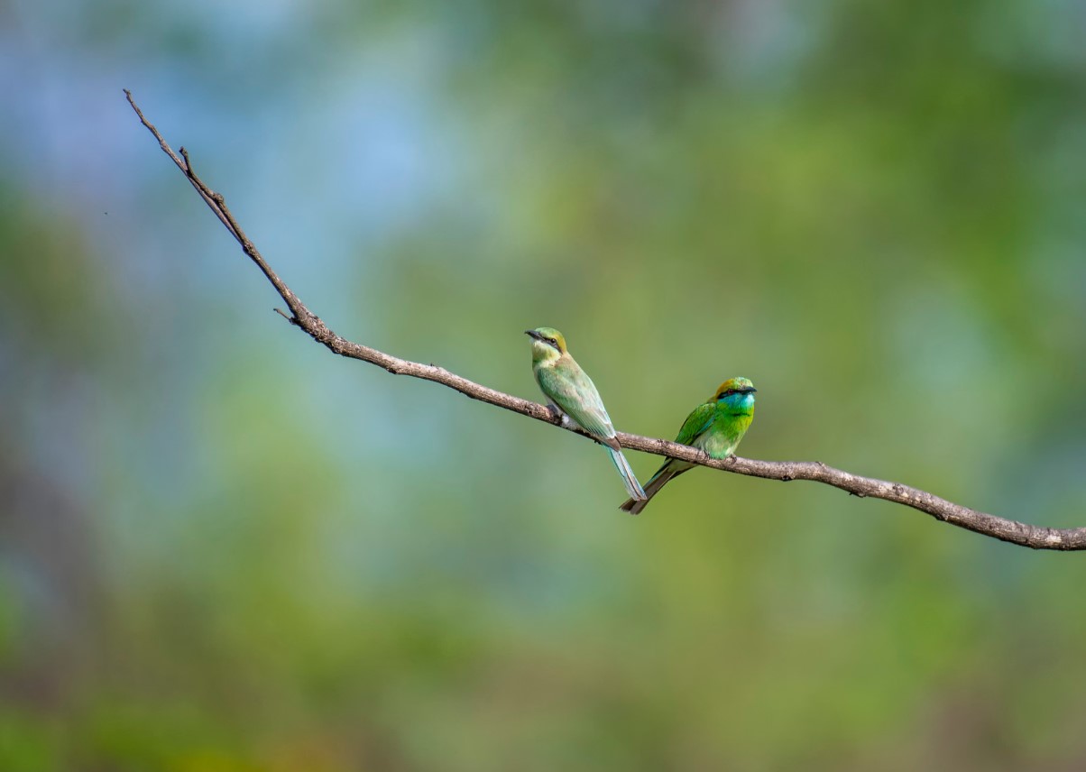 image Satellites help chart a future for Europe’s disappearing farmland birds