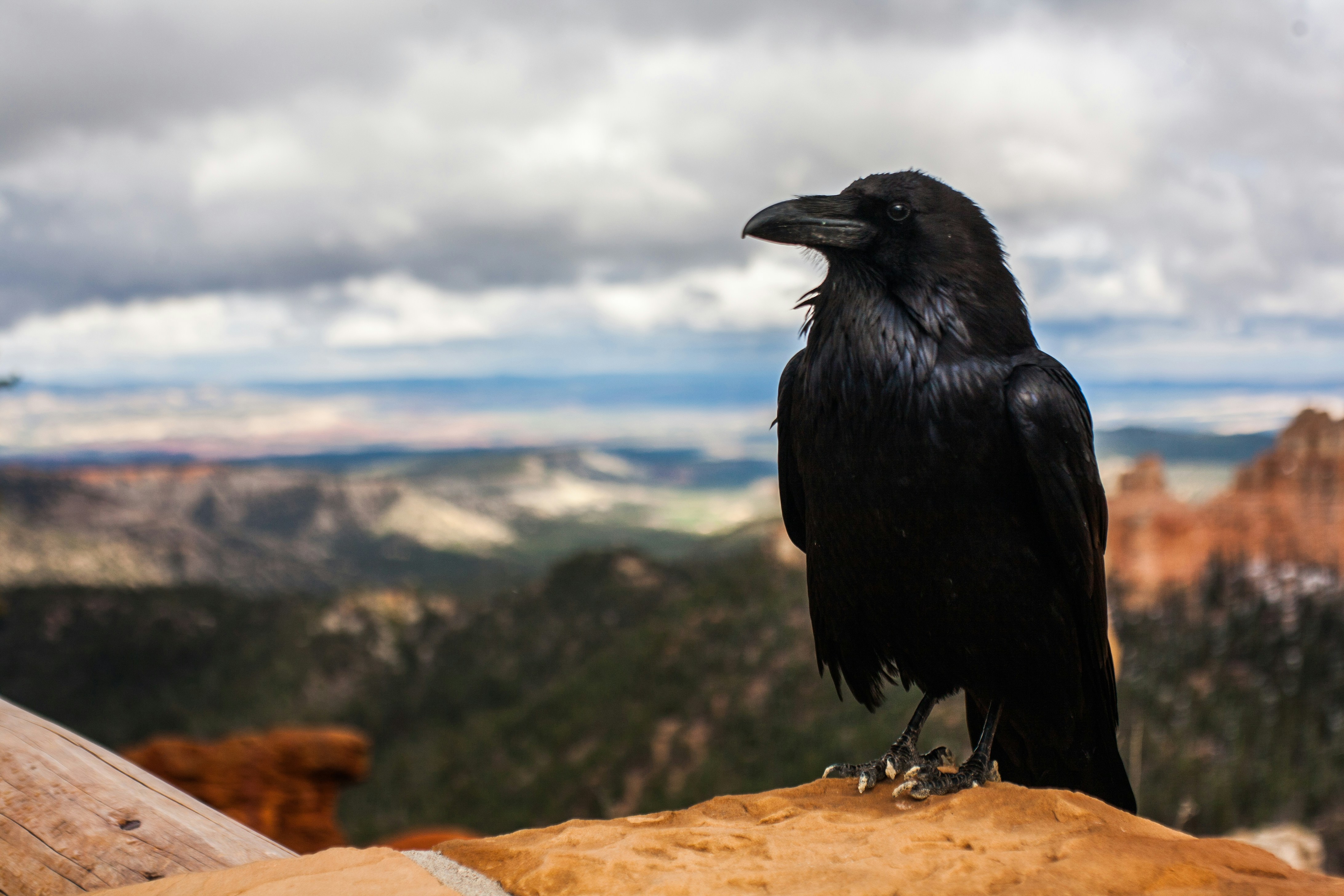 cover Why Cyprus crows are smarter than you think
