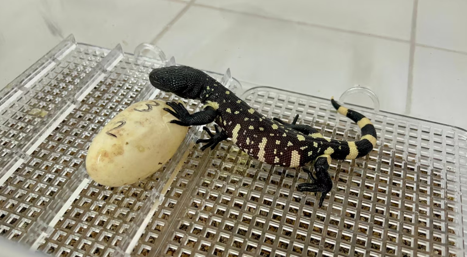 cover Guatemalan zoo breeds rare lizards in bid to save endangered species