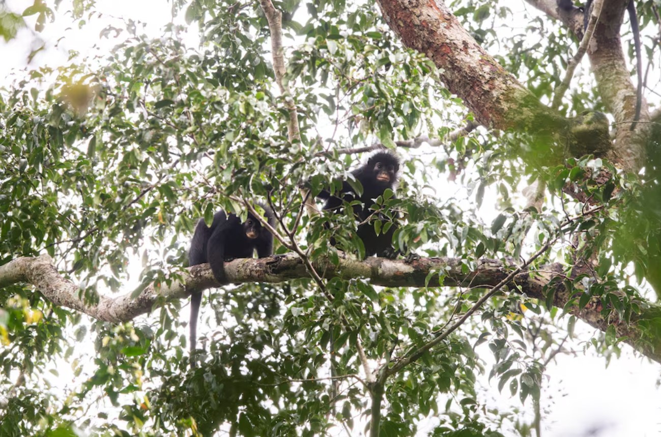 cover Scientists find new monkey species in Congo&#8217;s rainforest
