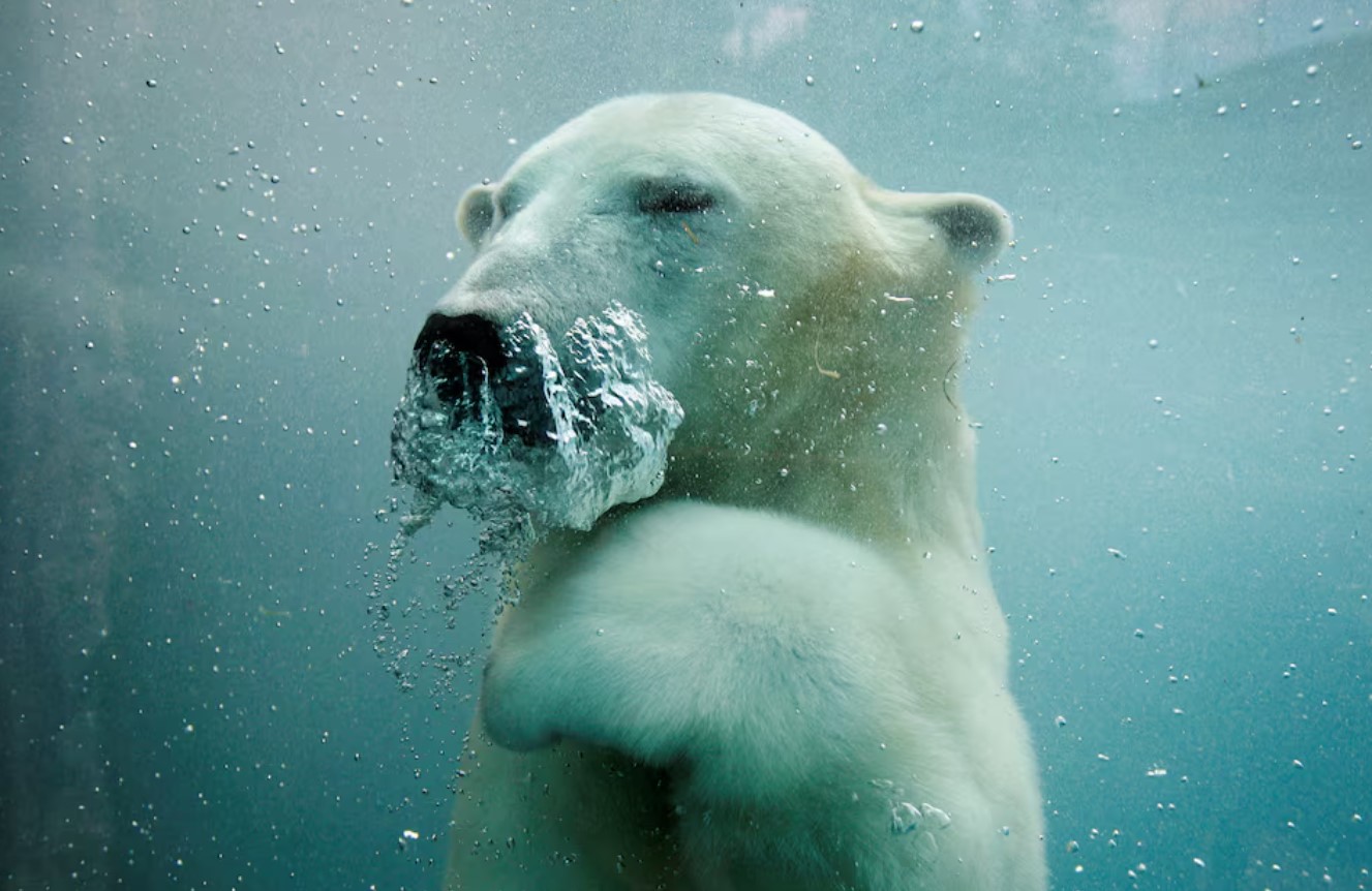 image US to create genomic and cellular &#8216;BioVault&#8217; for endangered species