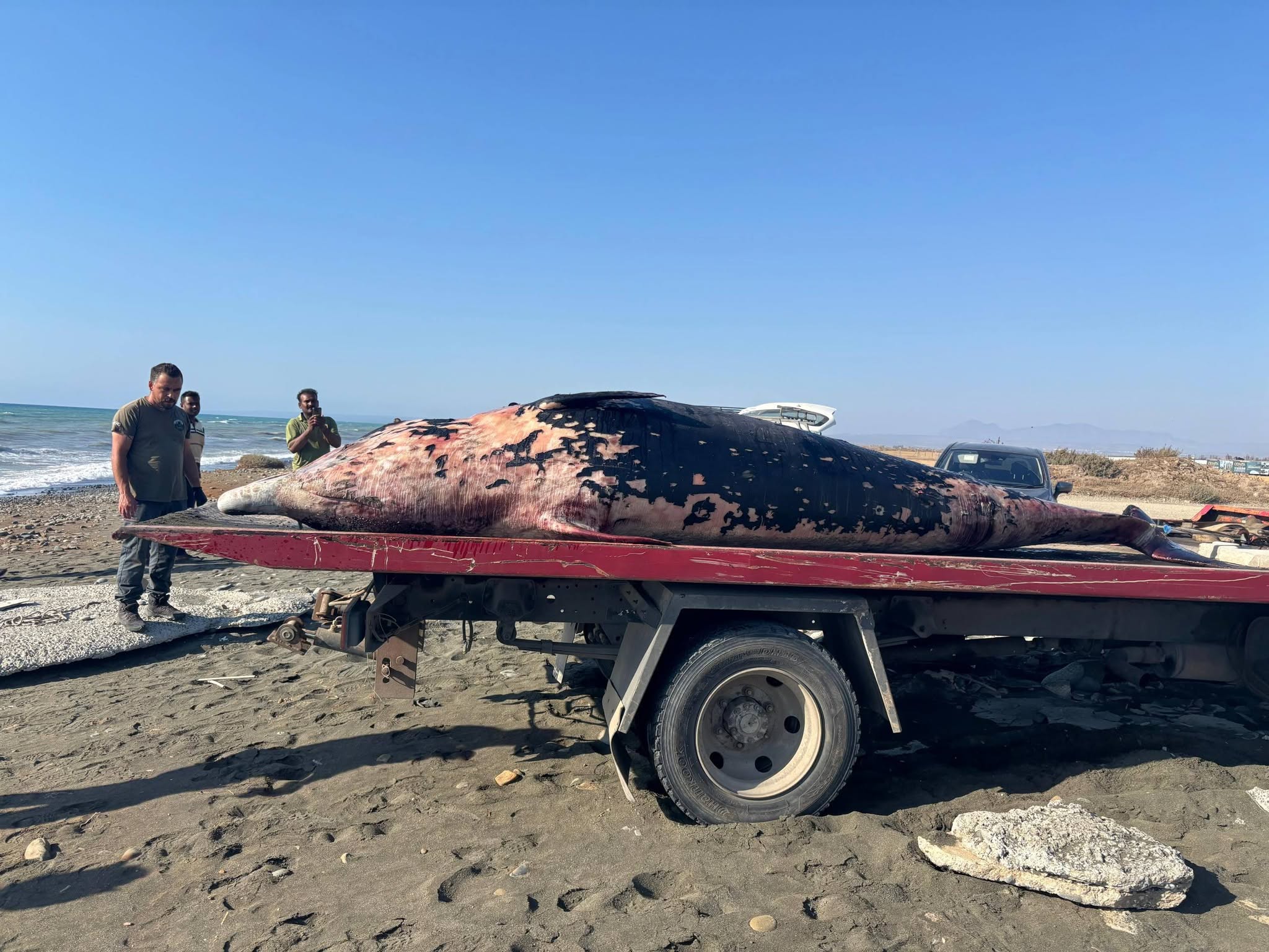 image Dead juvenile whale washes up on beach in north