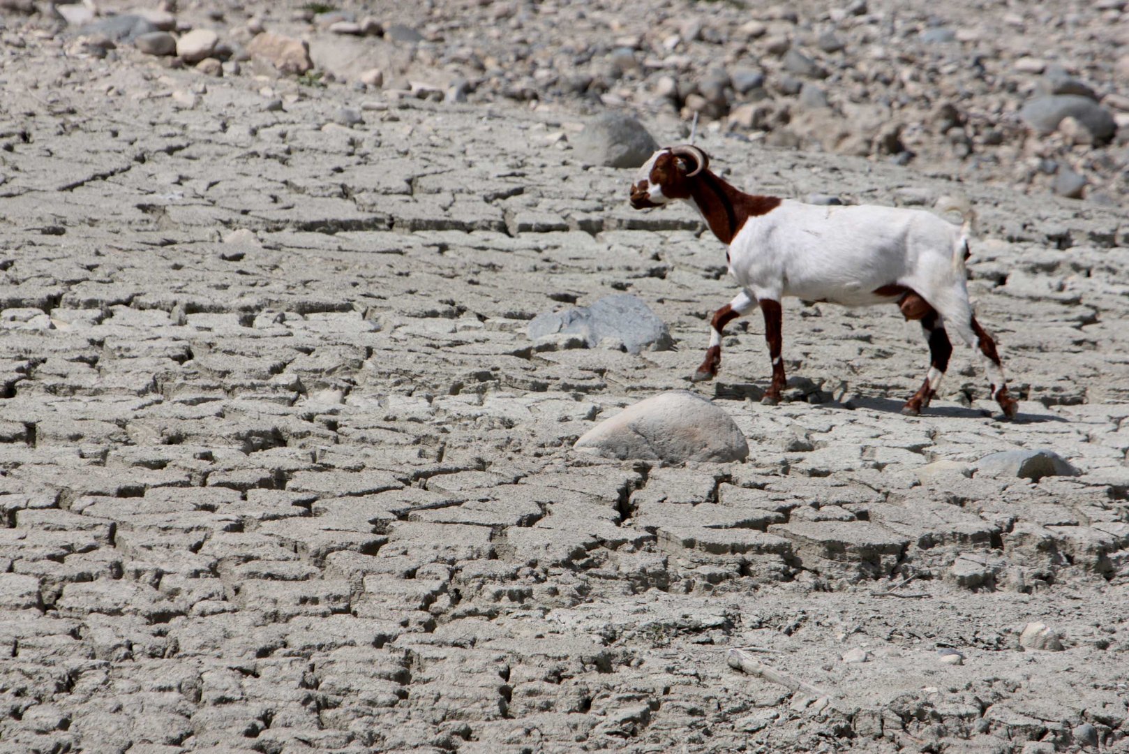 cover Cyprus ranks second in EU for land under desertification conditions