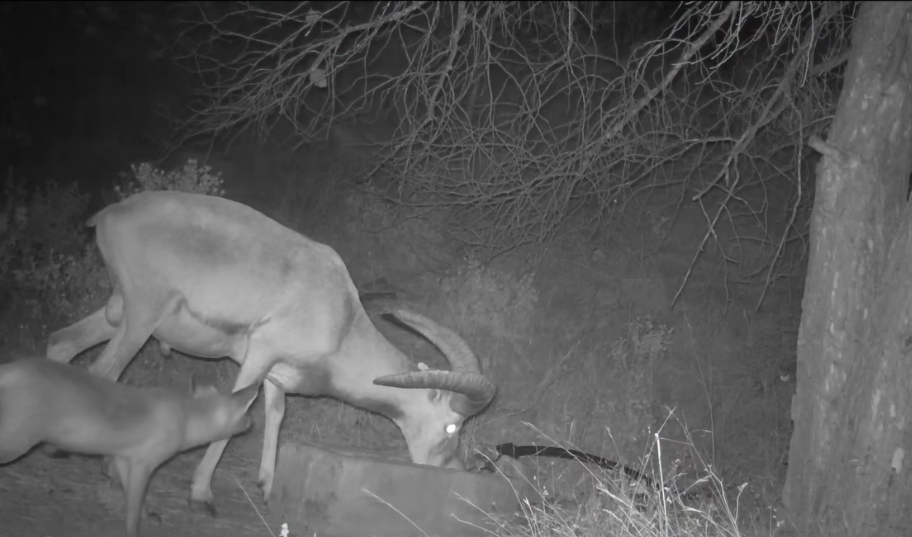 cover Rare sighting of Moufflon and fox caught together on camera
