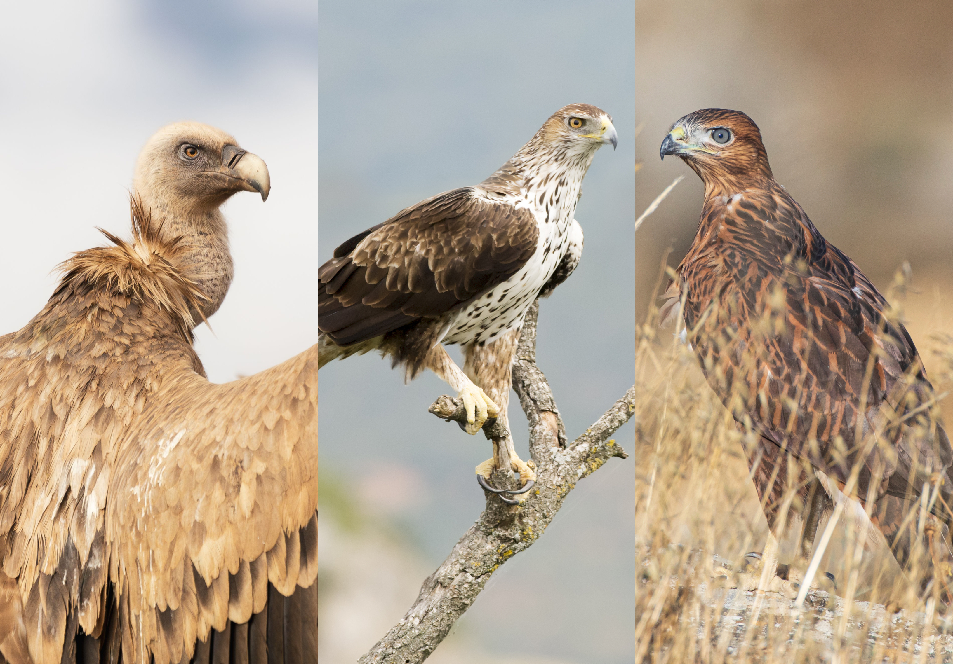 cover Cyprus’ endangered birds to be protected by new EU-backed project