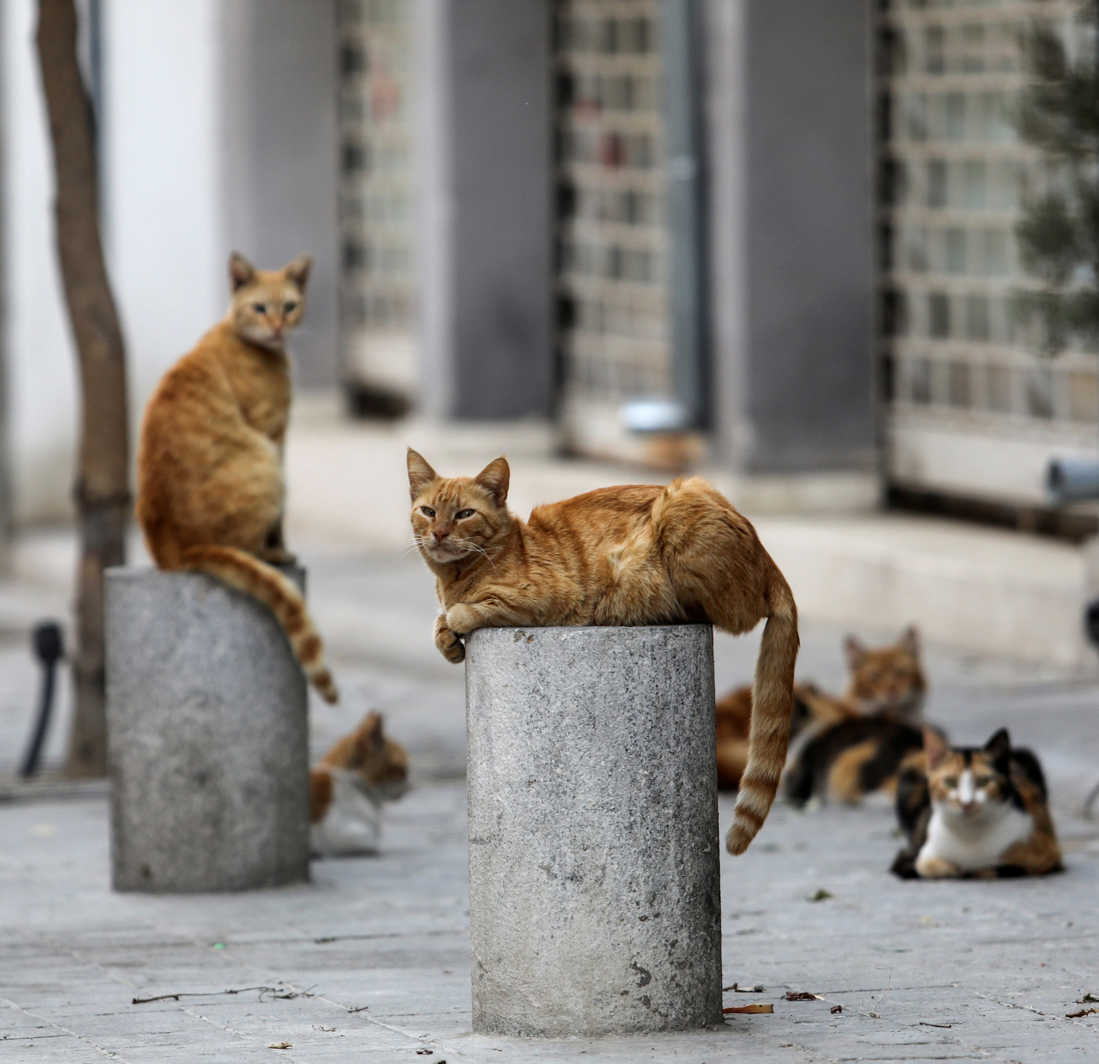 Marketing Cyprus’ cats as a tourist attraction