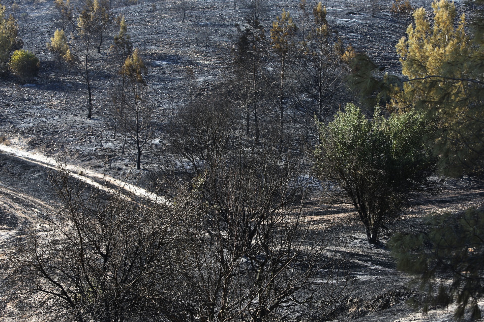 cover Those responsible for Kalo Chorio wildfire will face consequences, Palmas says