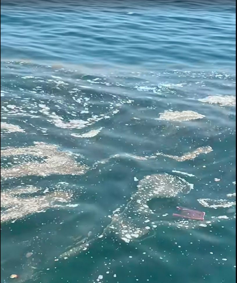 Limassol, scum, Molos, pollution, sea, Mediterranean Sea