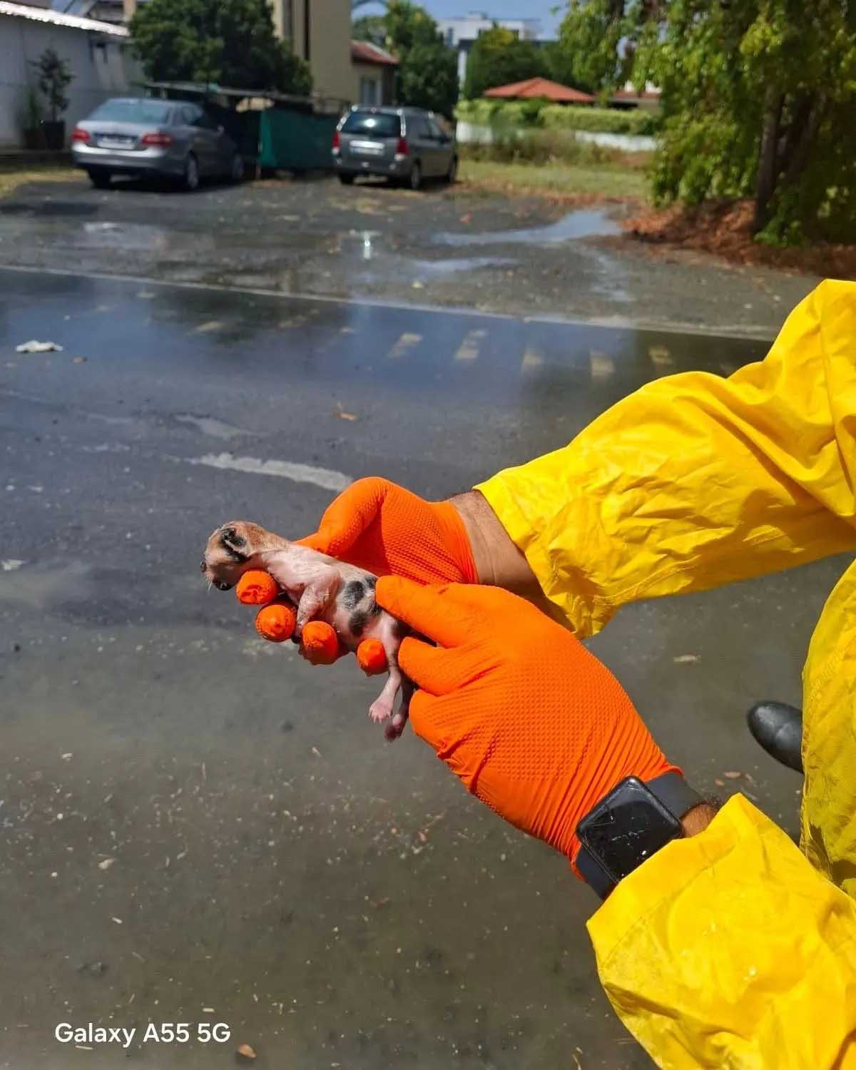 image Newborn kitten rescued during heavy rain in Dhali