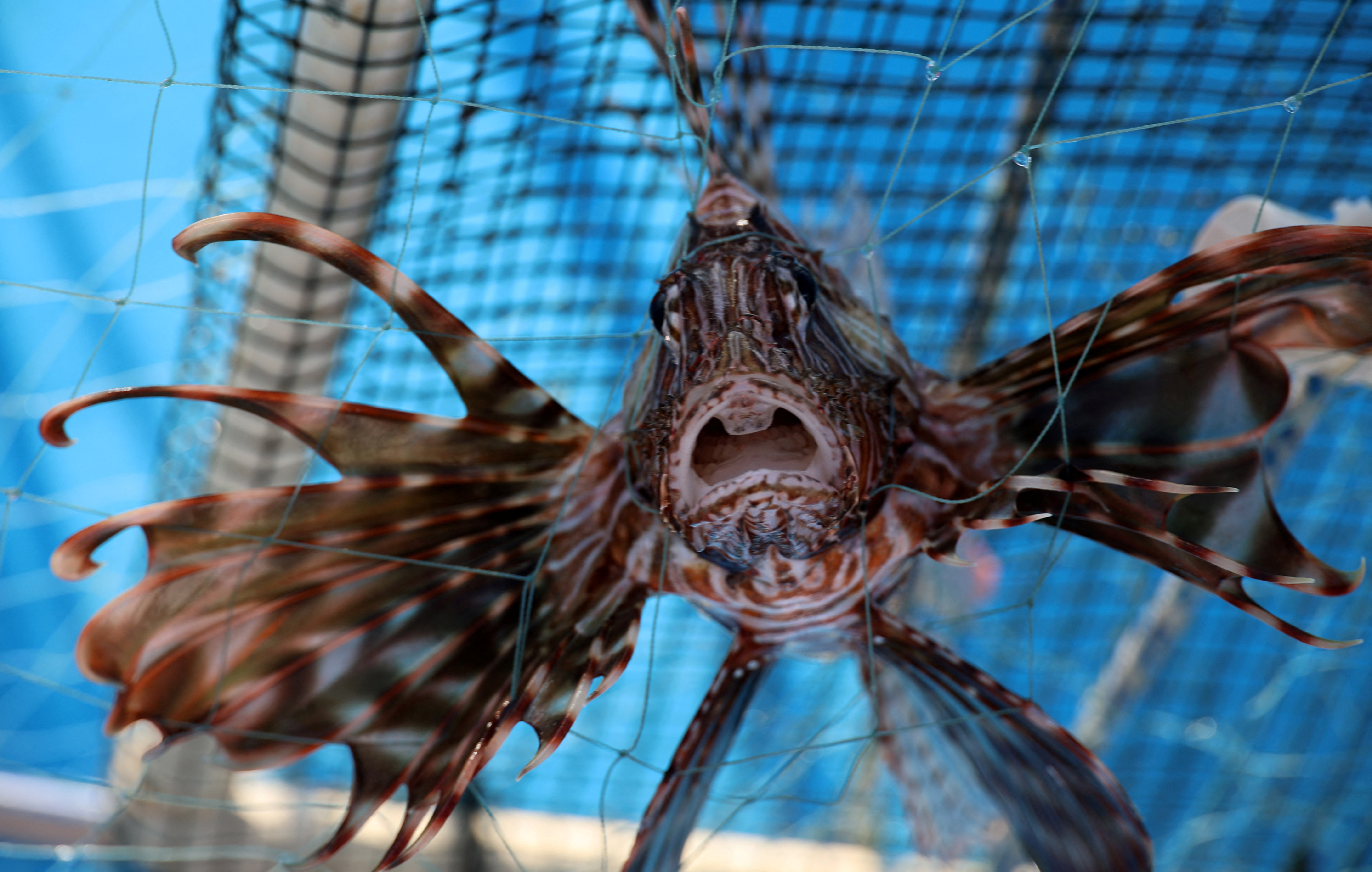 cover Cyprus battles invasive lionfish as Mediterranean waters warm