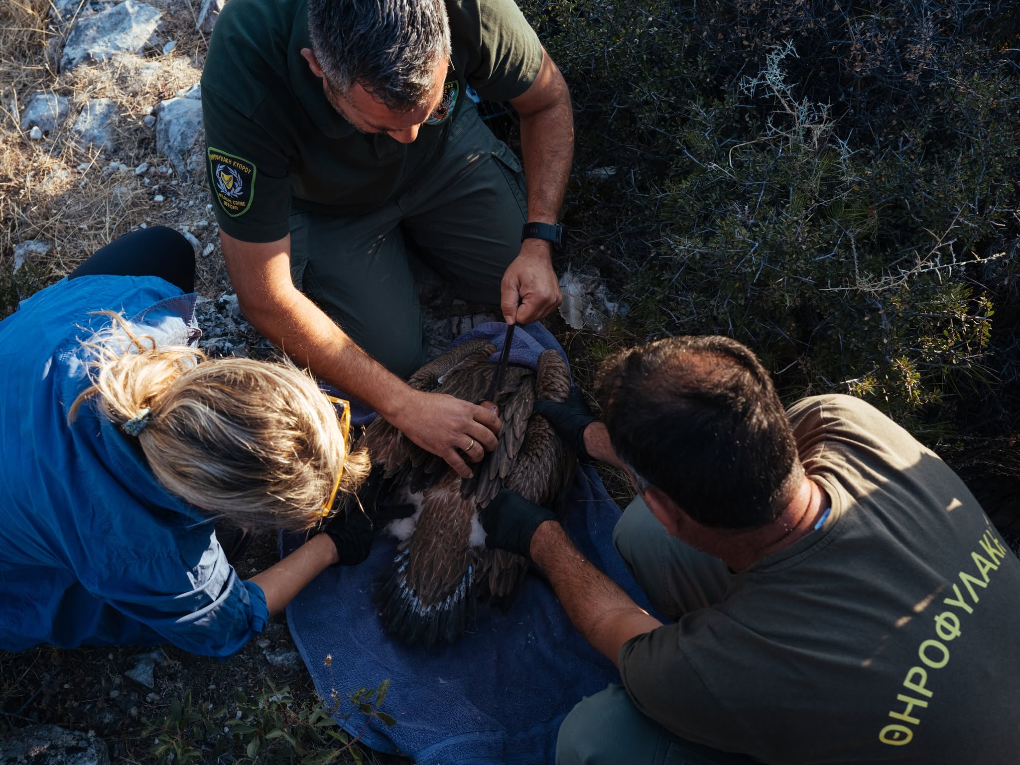 cover Griffon vultures return to breed in Limnatis valley after 16 years