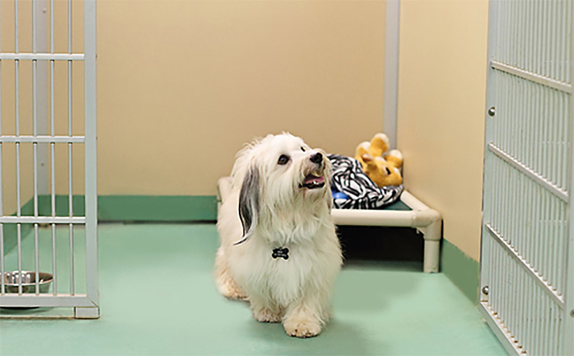 cover Report on status of Cyprus’ pet hotels due ‘early September’