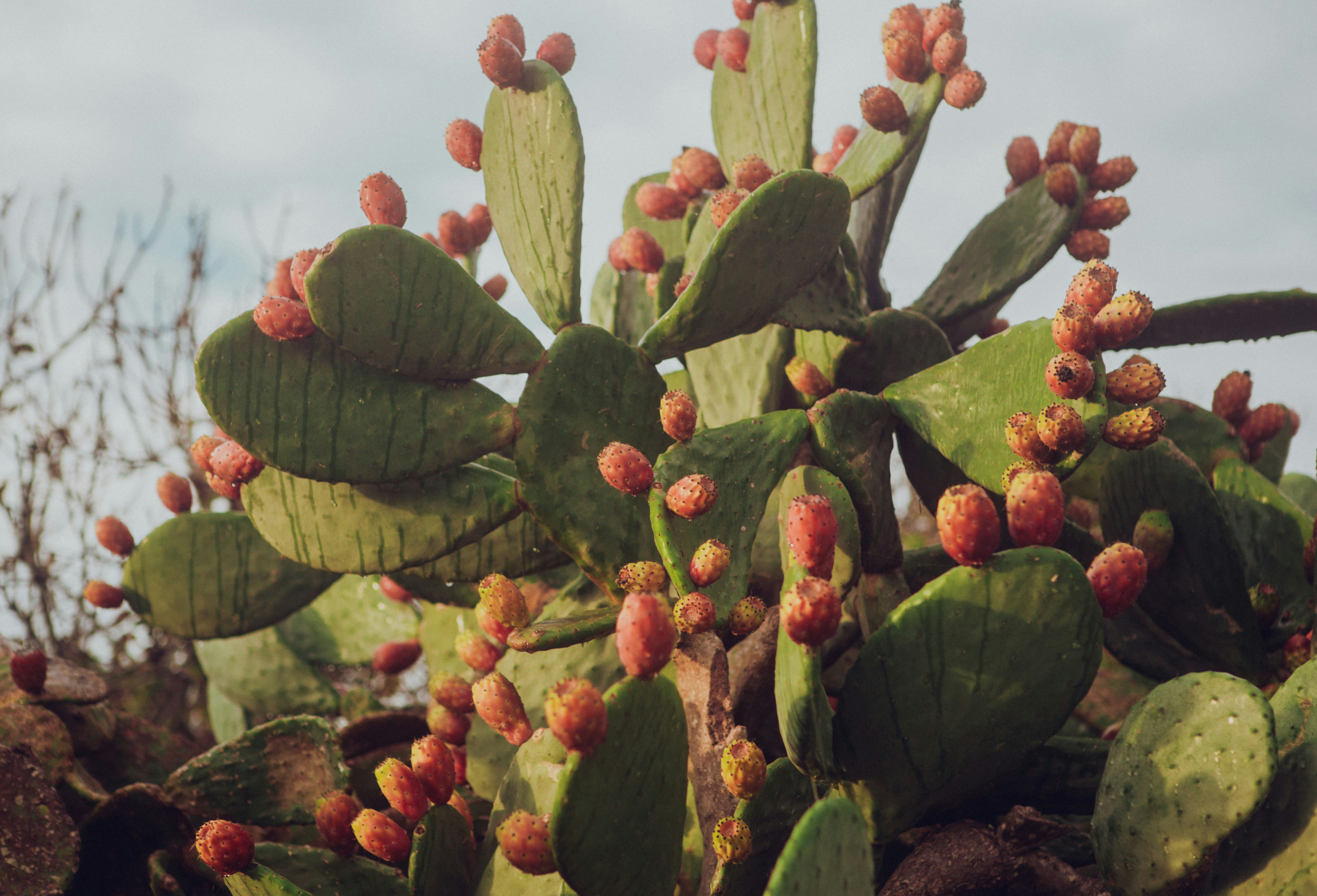 image Celebrating all that traditional Cyprus fruit has to offer