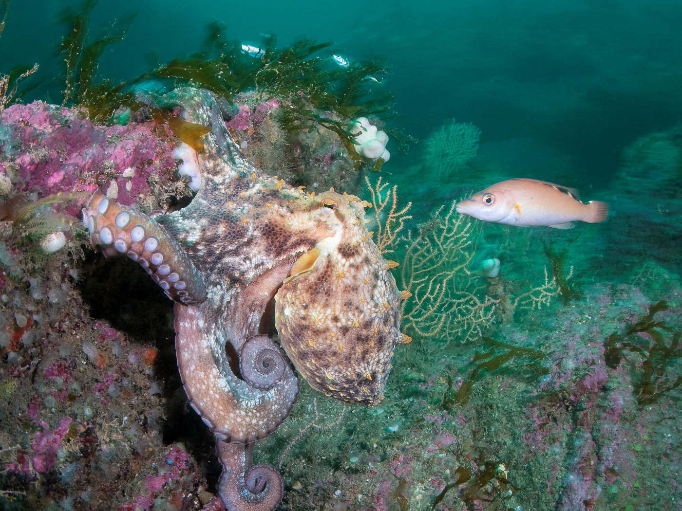 cover How Europe&#8217;s intensifying marine heatwaves threaten its fisheries