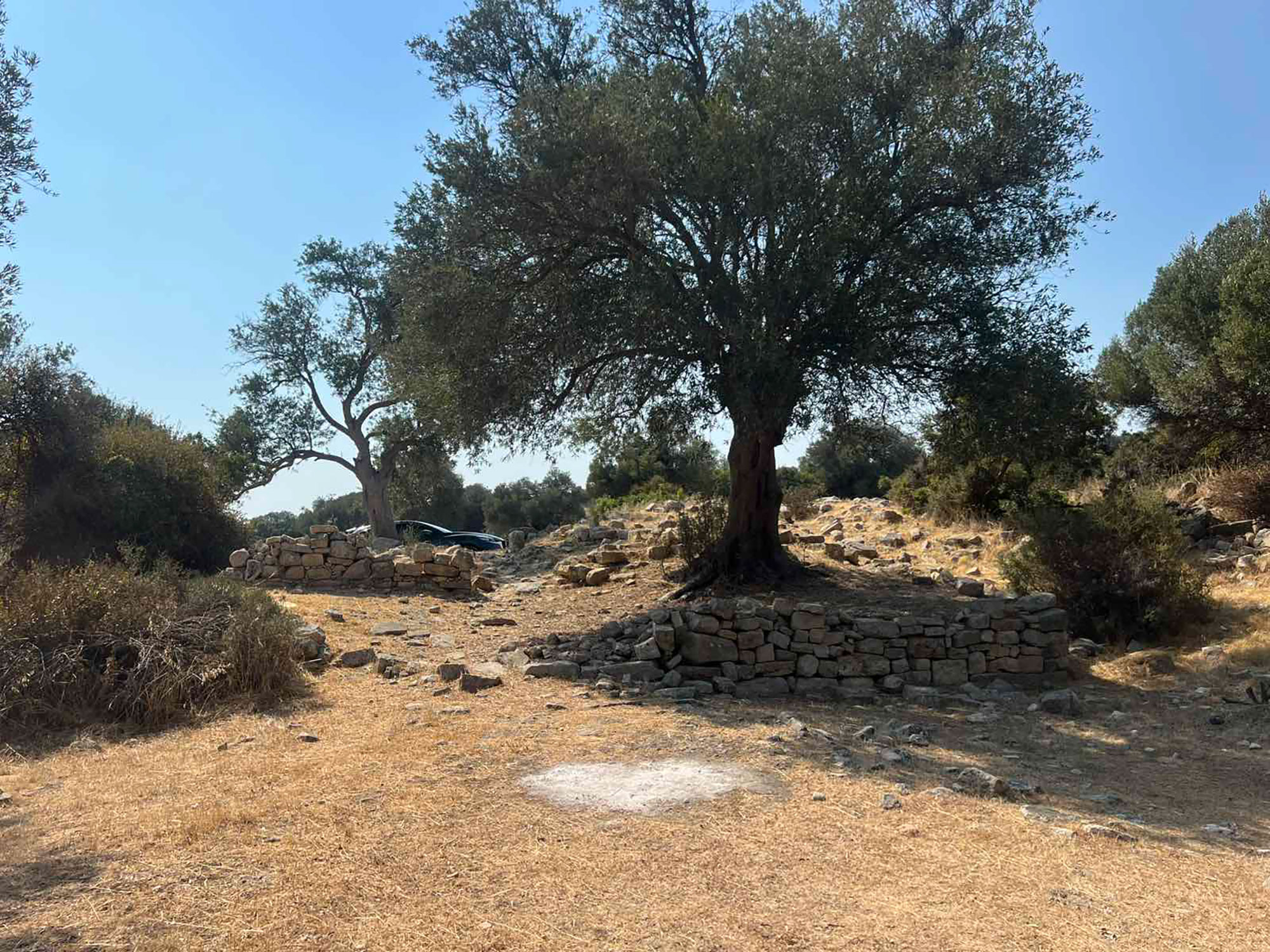 image Body found in Paphos state forest