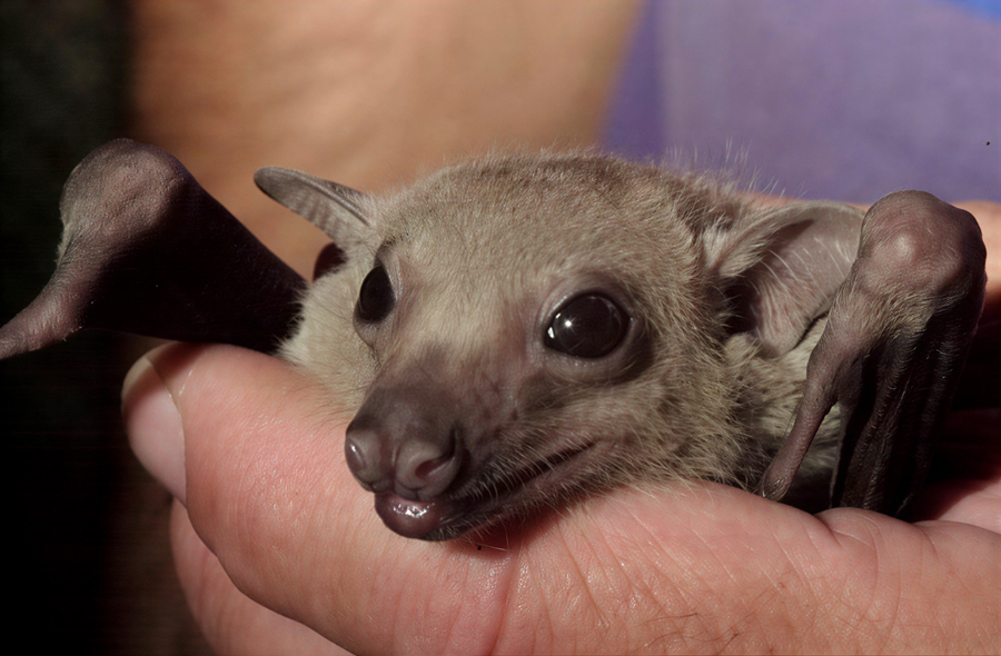 image UNIC takes part in international study on bat evolution, biology, published in &#8216;Nature&#8217;