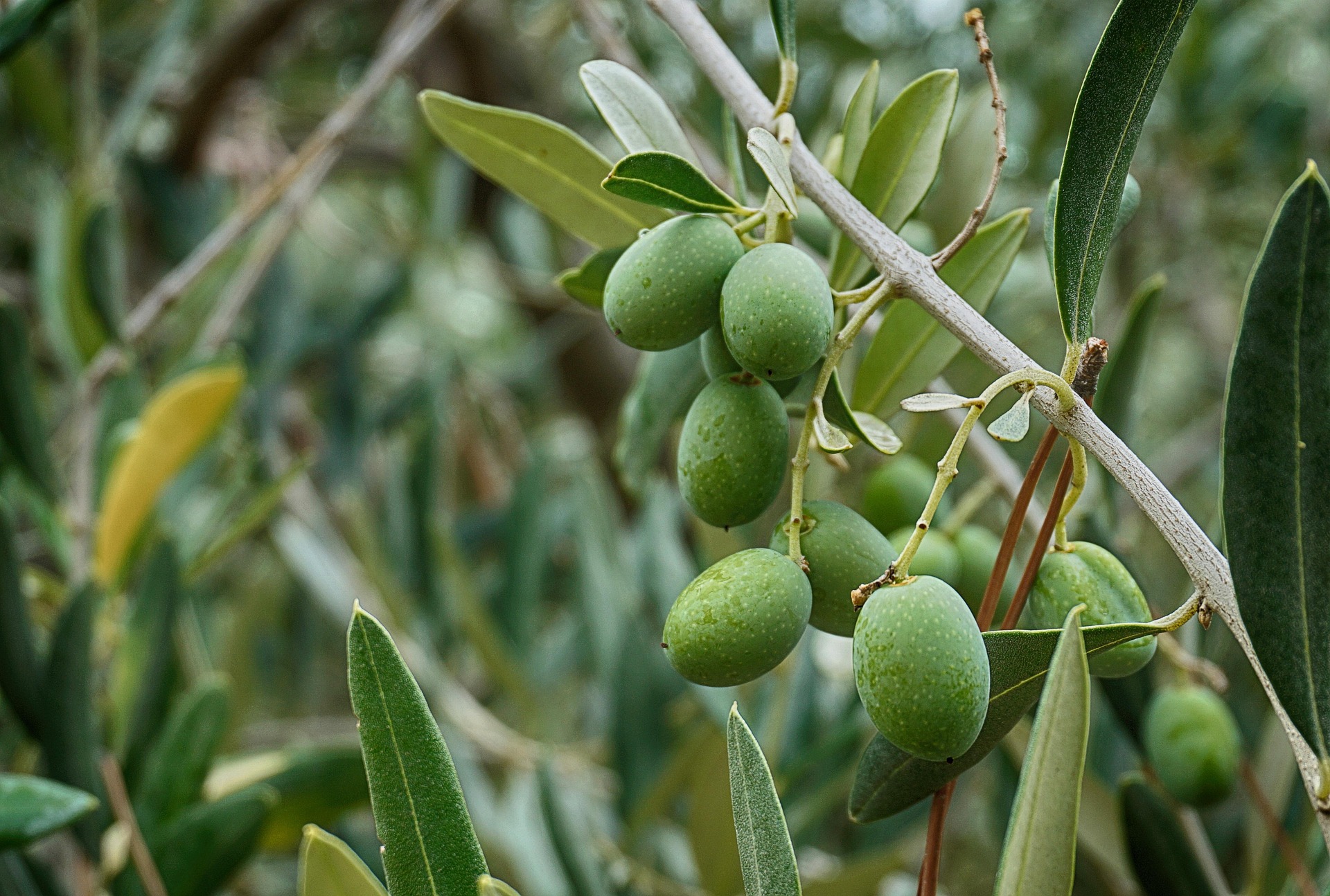 image Scientists are backing olive oil. Cyprus is ignoring its best health export 