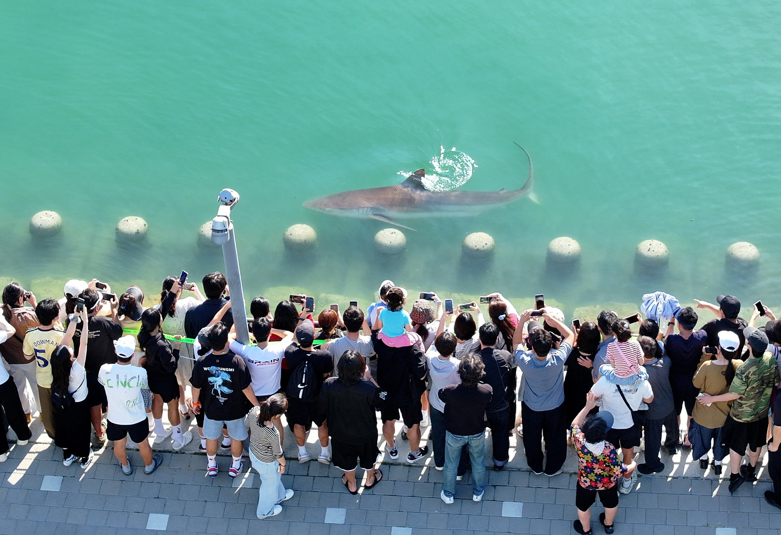 cover Stranded shark draws 600,000 visitors in South Korea