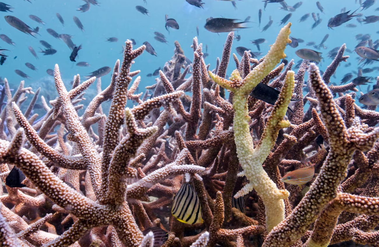 cover Coral bleaching occurring too frequently for reefs to recover, scientists say