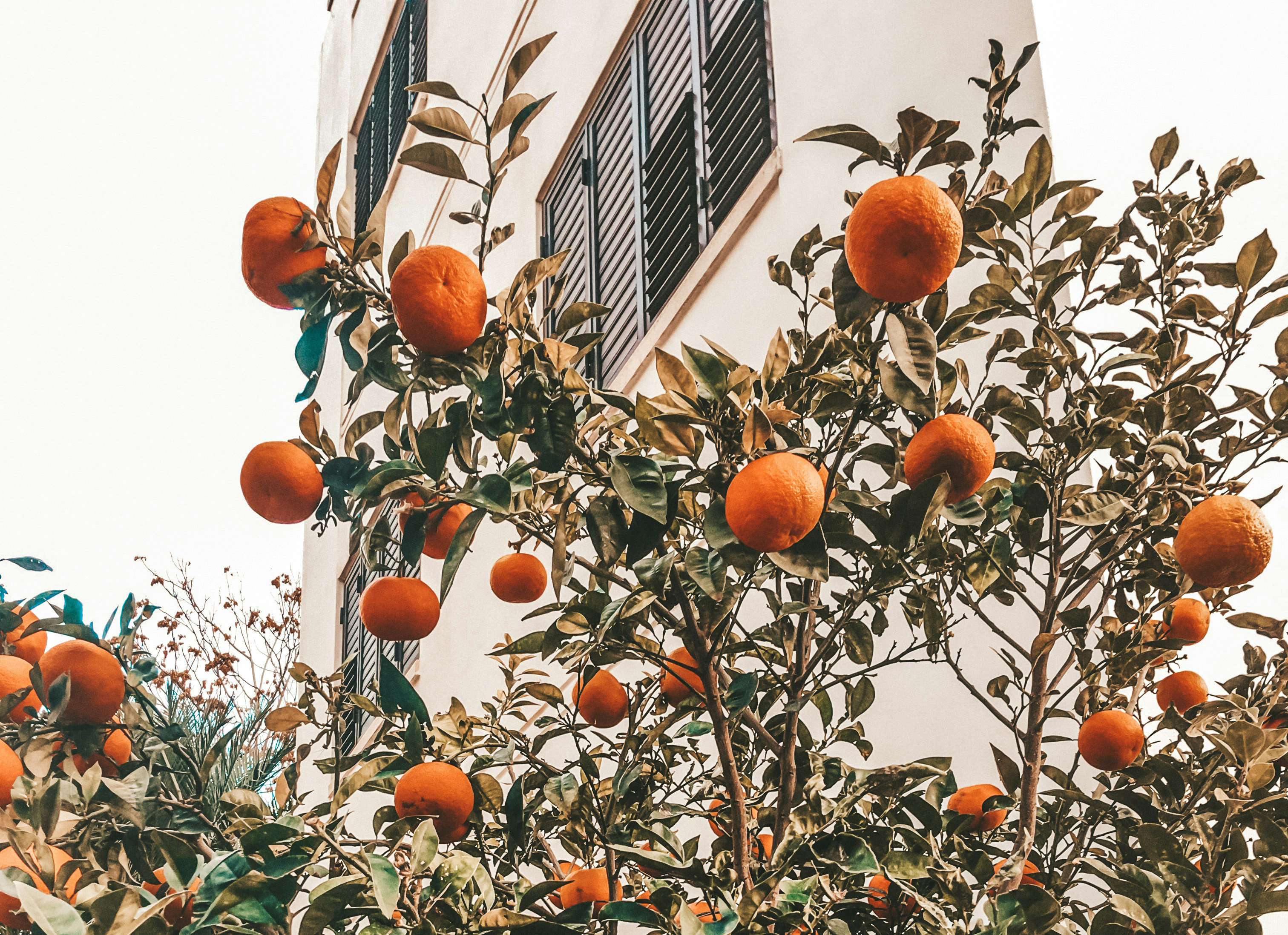 cover Cyprus has the climate for abundance. So where is the public fruit?