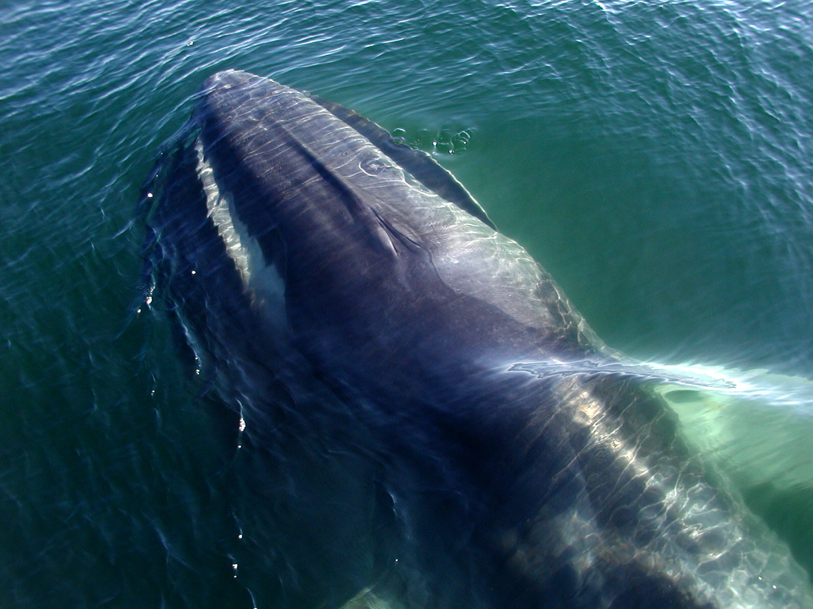 cover Iceland moves to permanently ban commercial whaling