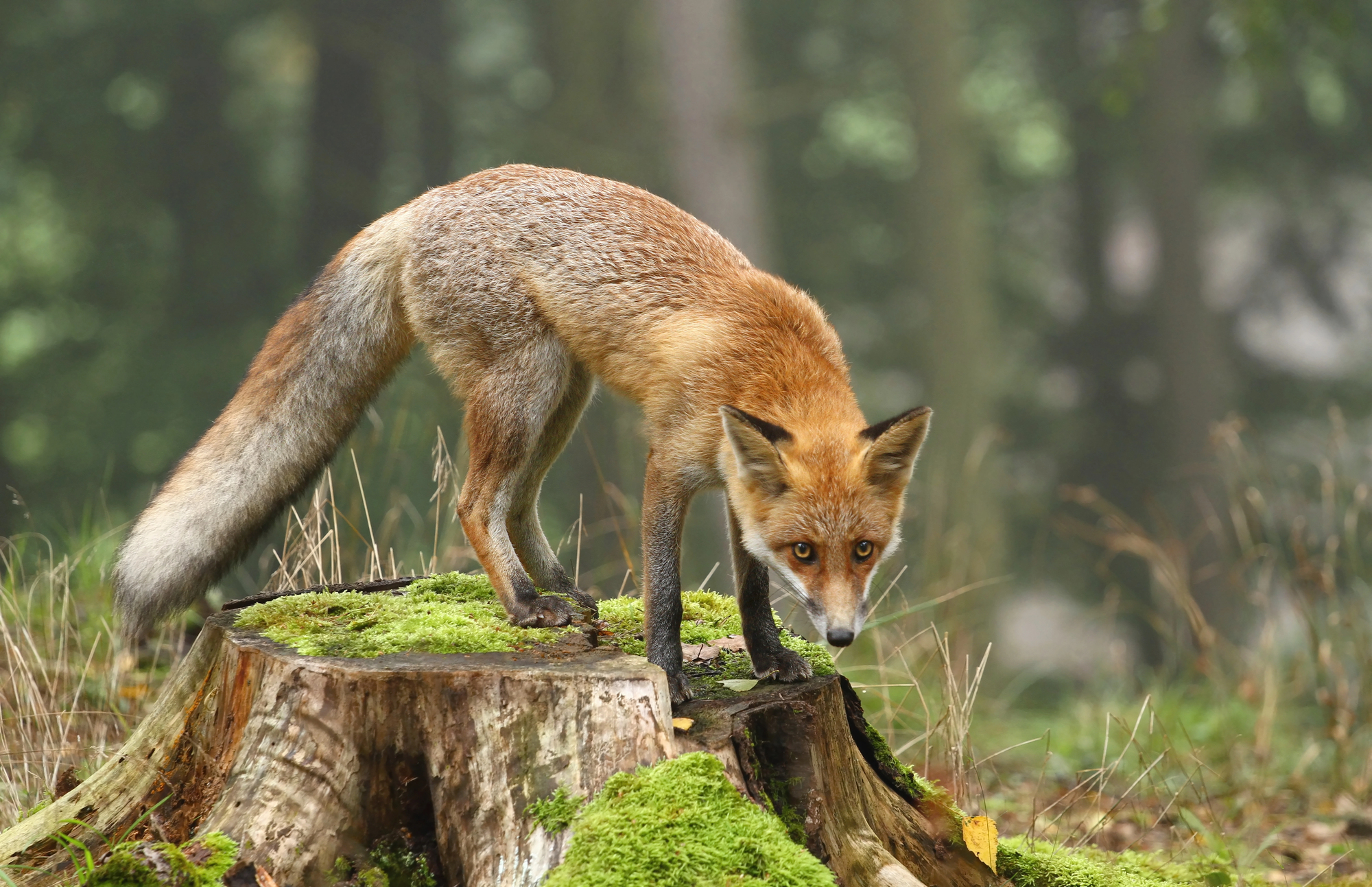 image Fox population rises by 35 per cent