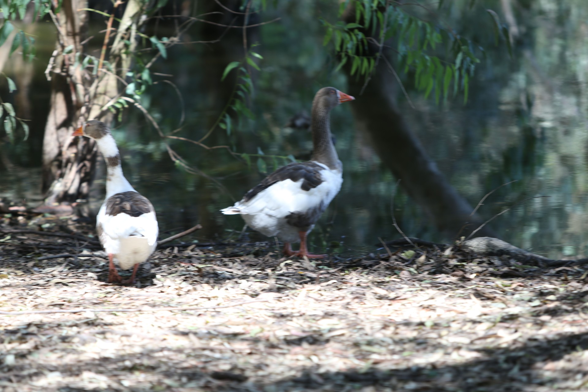 cover Second goose with bird flu dies, four people in direct contact