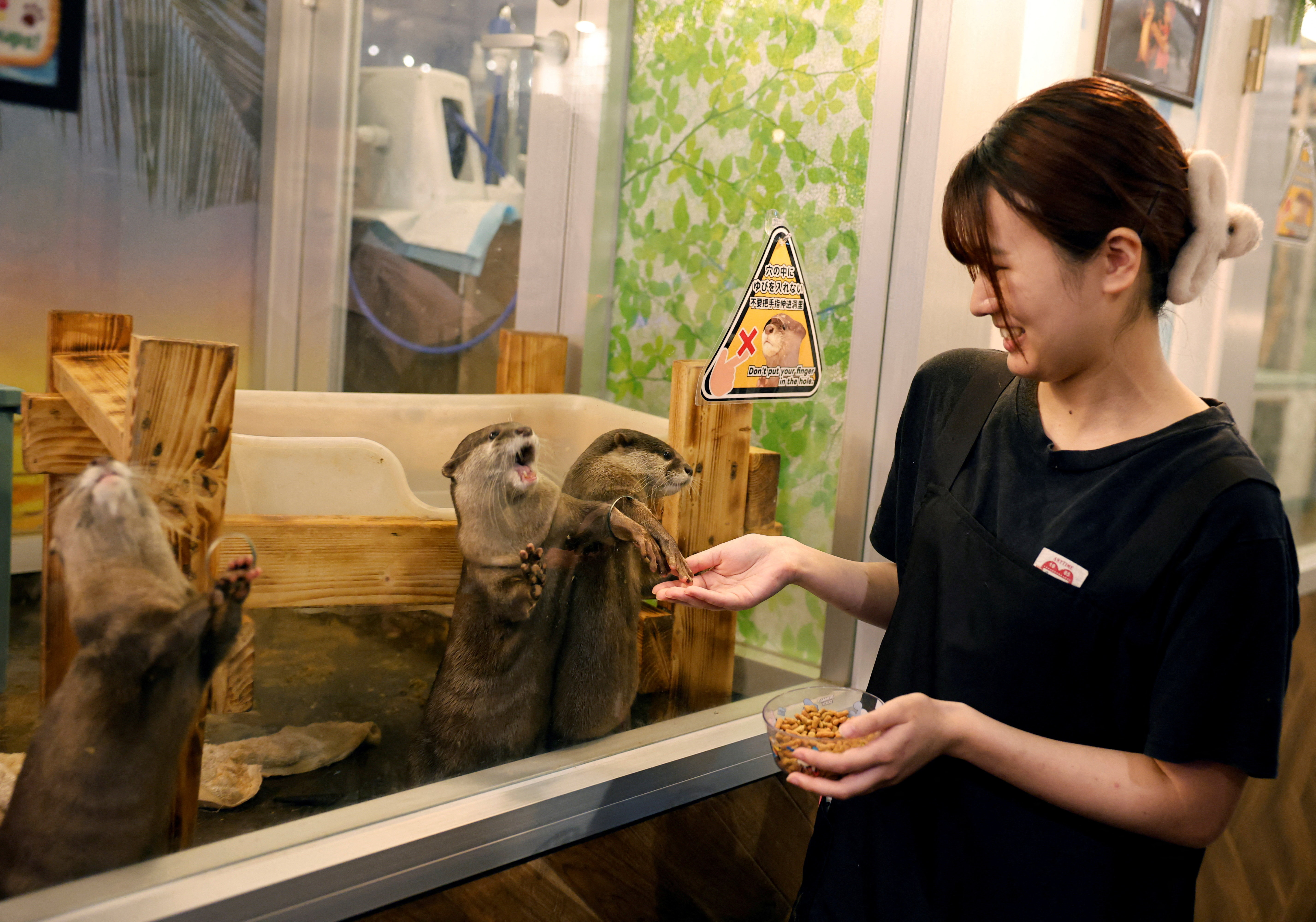 cover From owls to otters, Japan takes closer look at animal cafes