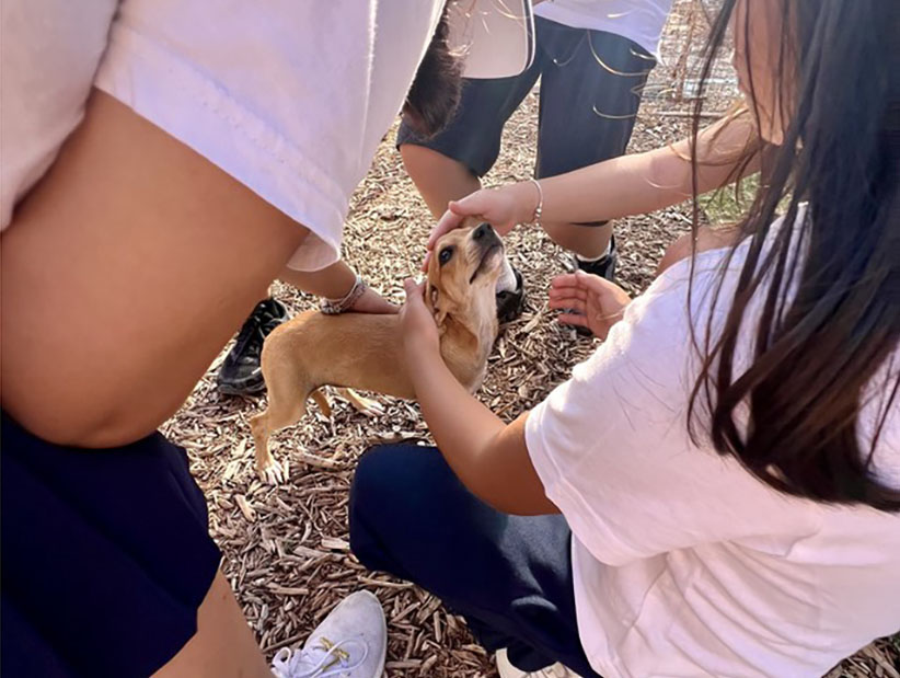 cover From sadness to wagging tails: Paphos children get lesson in caring for animals