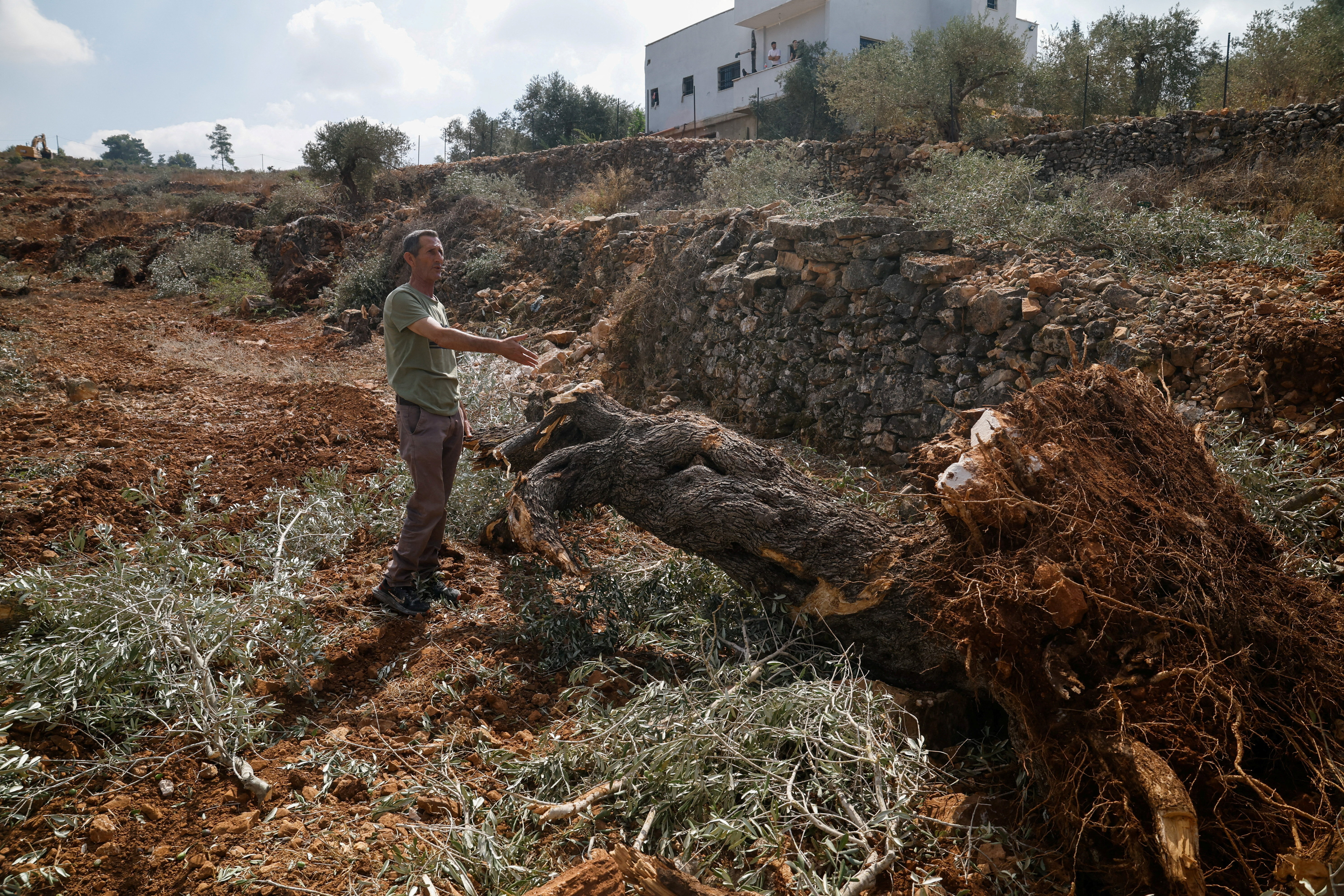 image Israeli bulldozers smash Palestinian olive trees ahead of annual harvest