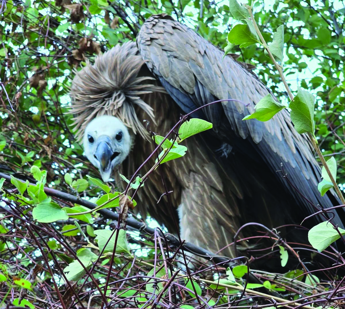 image Third vulture chick ringed in Cyprus