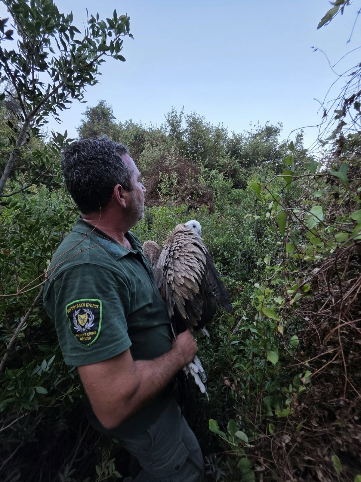 Vulture, BirdLife