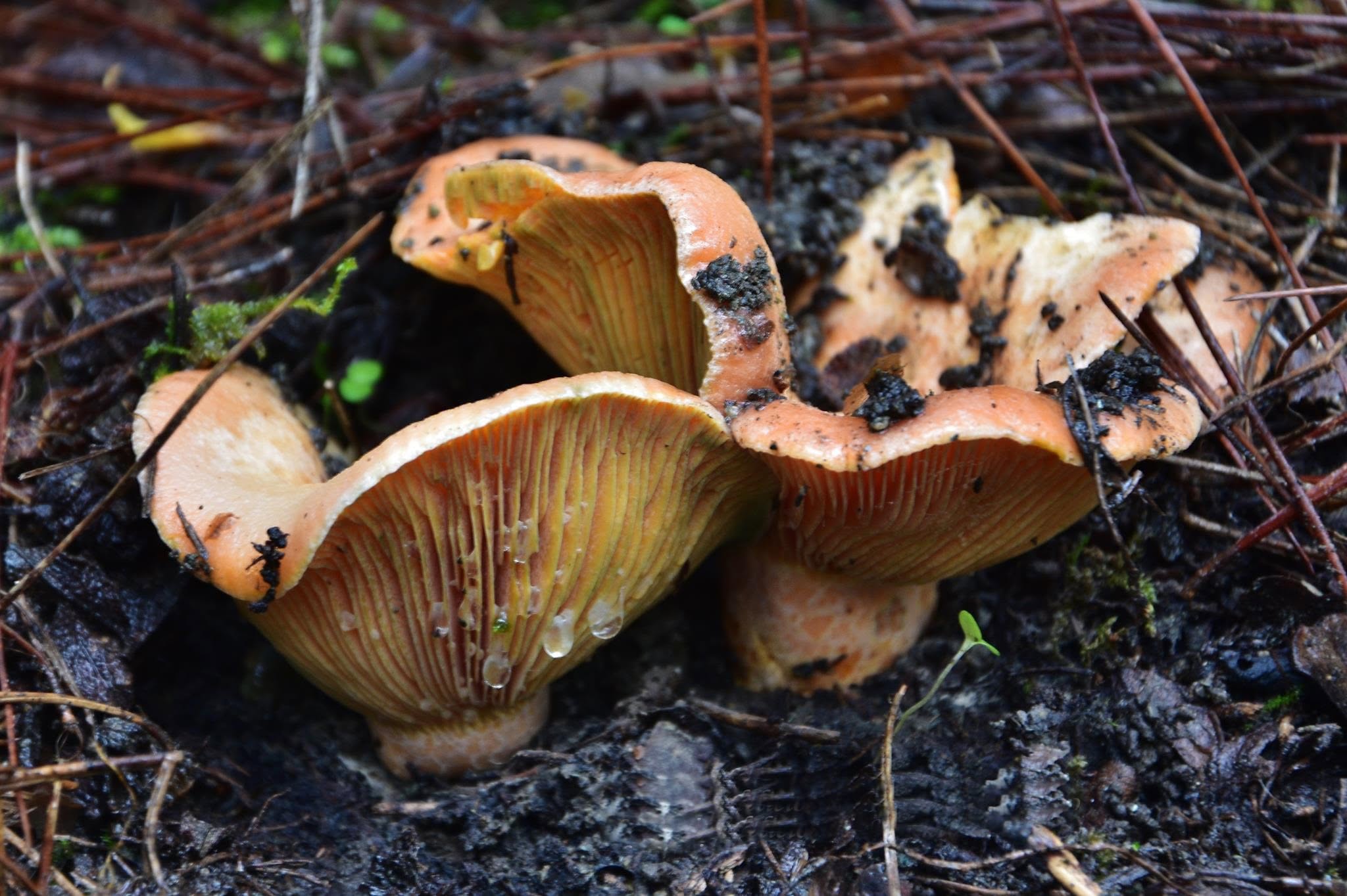 image Mushroom pickers urged to protect forest floor