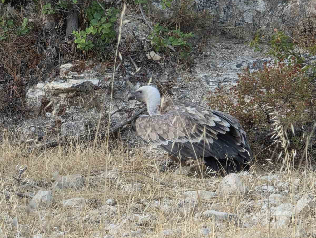 cover Six vultures dead as EAC safety measures criticised