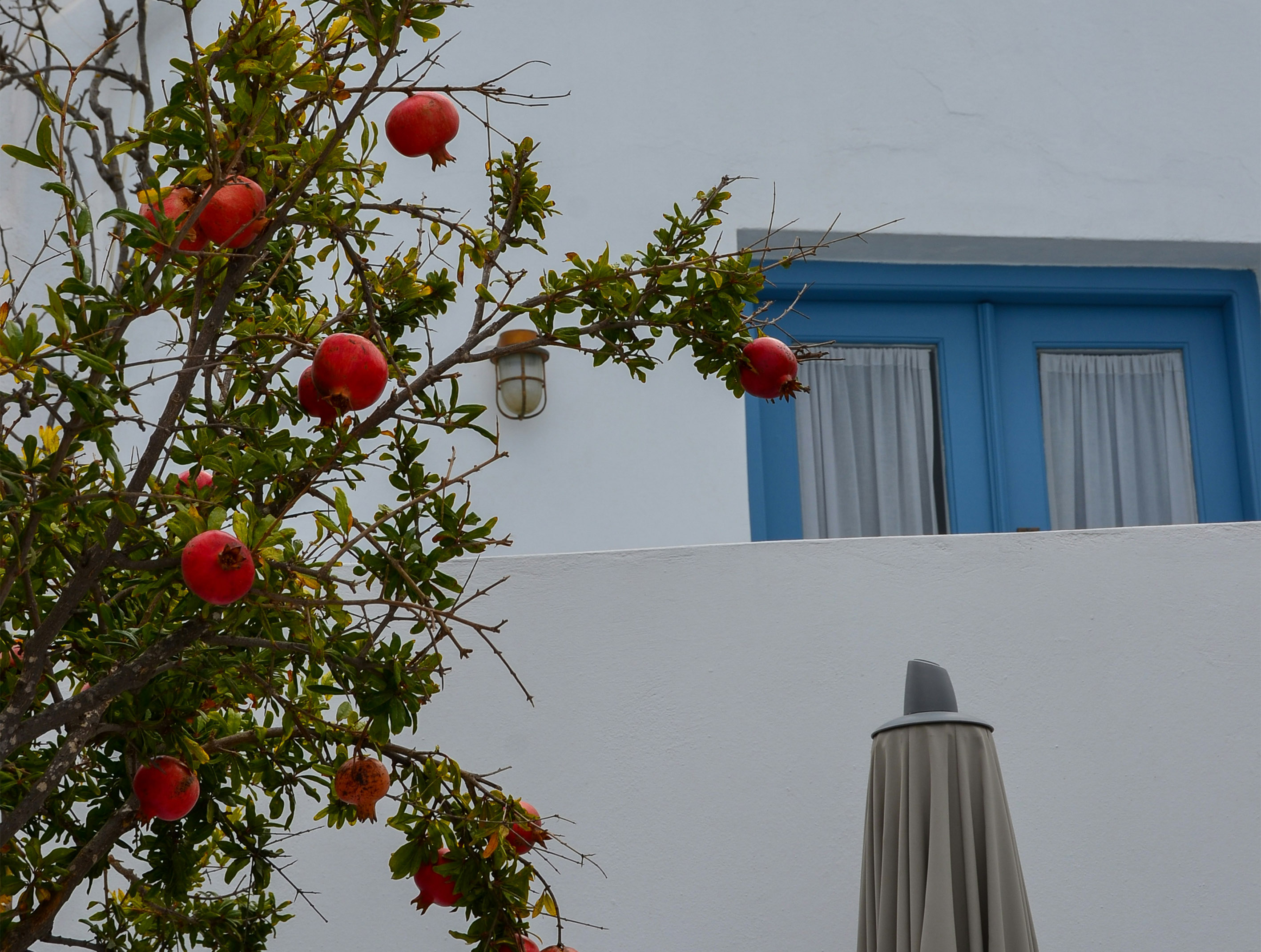 Pomegranates are symbolic at all stages of life