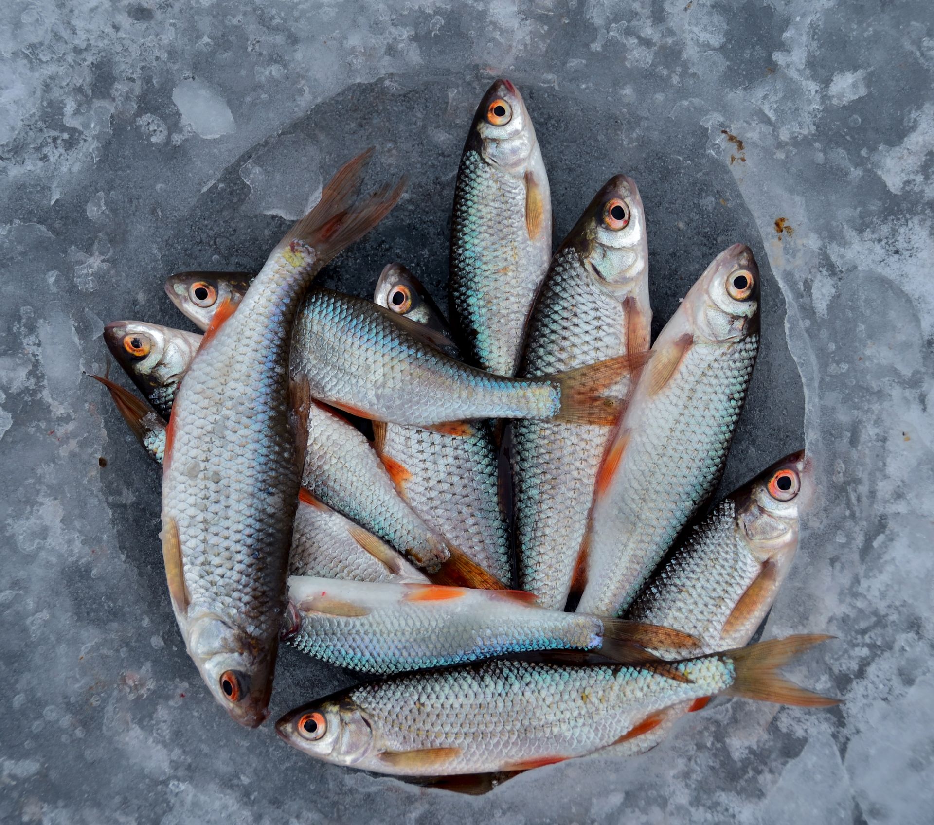 cover Casting a wider net: digital tools bring Europe’s fisheries into sharper focus