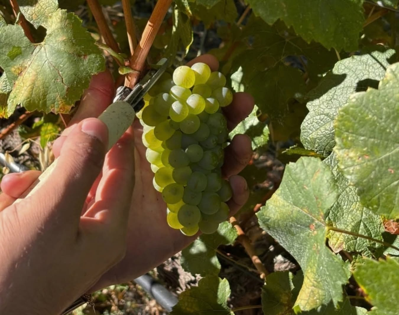Troodos vine growers sound alarm over future